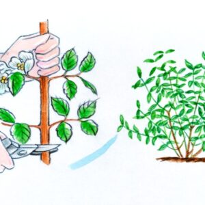CURA DELLE PIANTE, PHILADELPHUS POTATURA