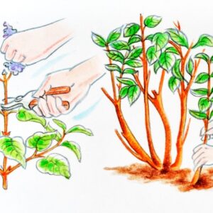 CURA DELLE PIANTE, SYRINGA POTATURA