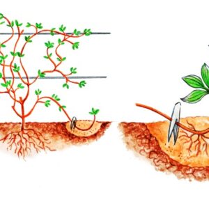 CURA DELLE PIANTE, CLEMATIDE MOLTIPLICAZIONE PER PROPAGGINE