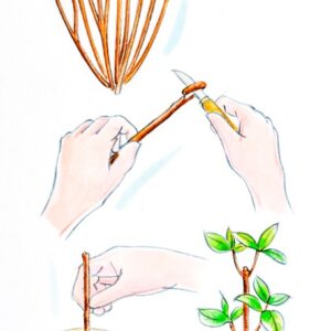 CURA DELLE PIANTE, PHILADELPHUS TALEA LEGNOSA