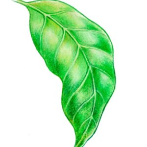 CURA DELLE PIANTE, RAMMOLLIMENTO - 9965