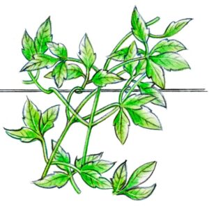 CURA DELLE PIANTE, CLEMATIS CLEMATIDE ACCRESCIMENTO