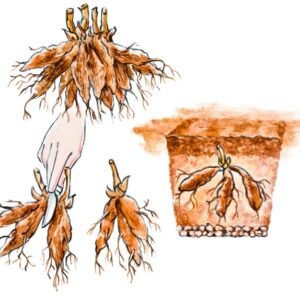 9968-CURA DELLE PIANTE, PEONIA MESSI A DIMORA