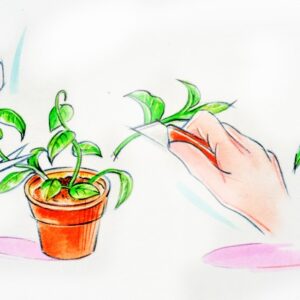 CURA DELLE PIANTE, SCHEFFLERA MOLTIPLICAZIONE