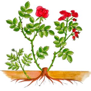 CURA DELLE PIANTE, ROSETO TECNICHE DI COLTIVAZIONE POTATURA
