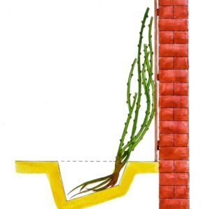 CURA DELLE PIANTE, ROSETO TECNICHE DI COLTIVAZIONE ADDOSSATO