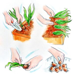 CURA DELLE PIANTE,TULIPANI MATURAZIONE E CONSERVAZIONE