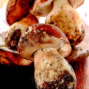 PORCINI