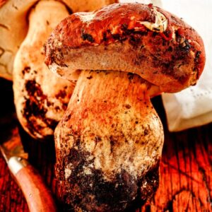 PORCINI