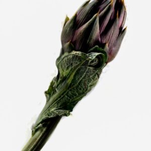 CARCIOFO SPINOSO SARDO