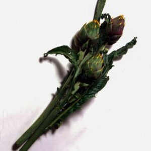 CARCIOFO_SPINOSO_SARDO_1.JPG - CARCIOFO SPINOSO SARDO 1