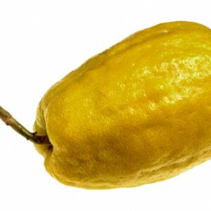 CEDRO