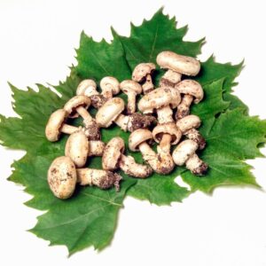 CHAMPIGNON SU FOGLIE