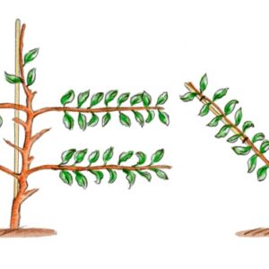 CURA DELLE PIANTE, CHAENOMELES TECNICHE DI PIANTAGIONE