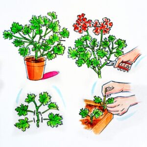 CURA DELLE PIANTE, GERANIO POTATURA E MOLTIPLICAZIONE PER TALEA