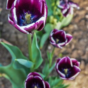 TULIPA, TULIPANO, JACKPOT, LILIACEAE