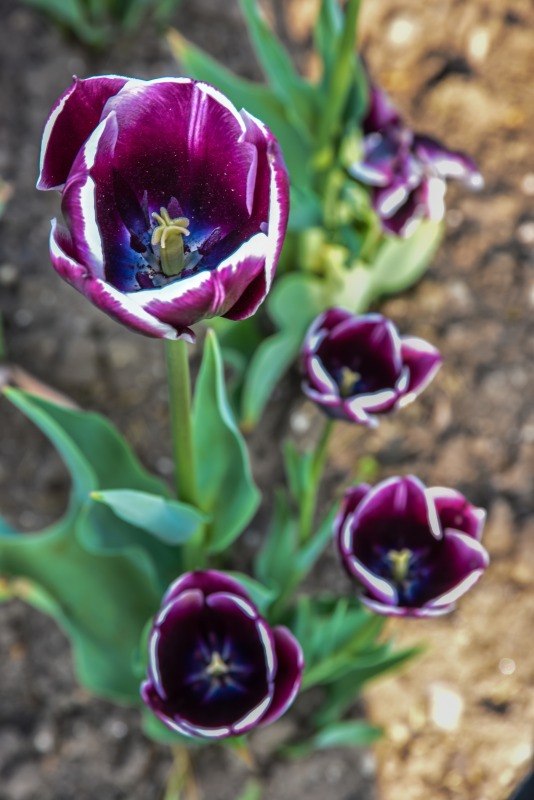 TULIPA, TULIPANO, JACKPOT, LILIACEAE