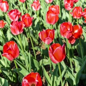 TULIPA, TULIPANO, JUDITH LEYSTER, LILIACEAE