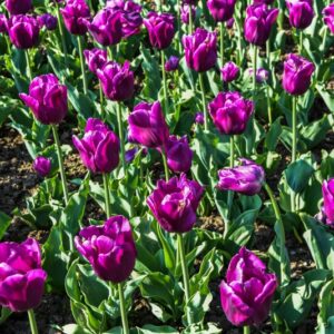 TULIPA, TULIPANO, PASSIONALE, LILIACEAE