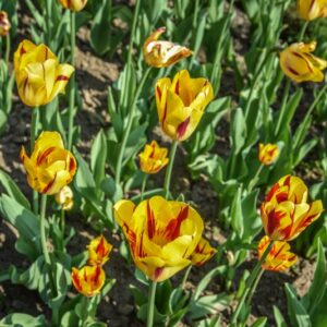 TULIPA, TULIPANO, MICKEY MOUSE, LILIACEAE