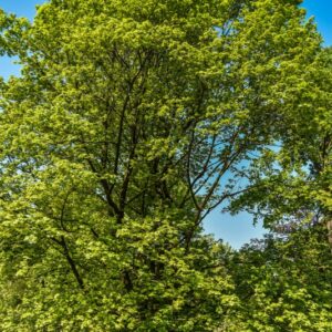ACER, ACERO, X, ZOESCHENSE, ANNAE, ACERACEAE