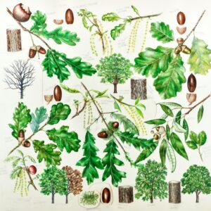 TAVOLA PARTICOLARI FOGLIE FRUTTI SEMI QUERCUS ROBUR - LECCIO - 9510