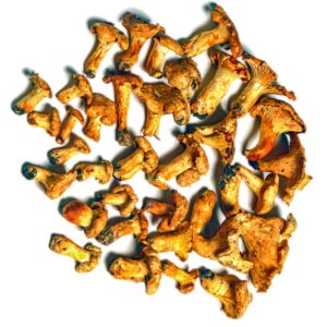 GALLINACCI FINFERLI - 55567