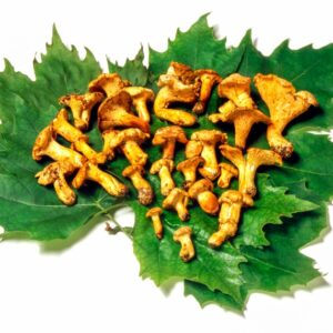 FINFERLI SU FOGLIE - 55572