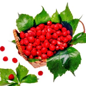 FRAGOLINE DI BOSCO - 55597