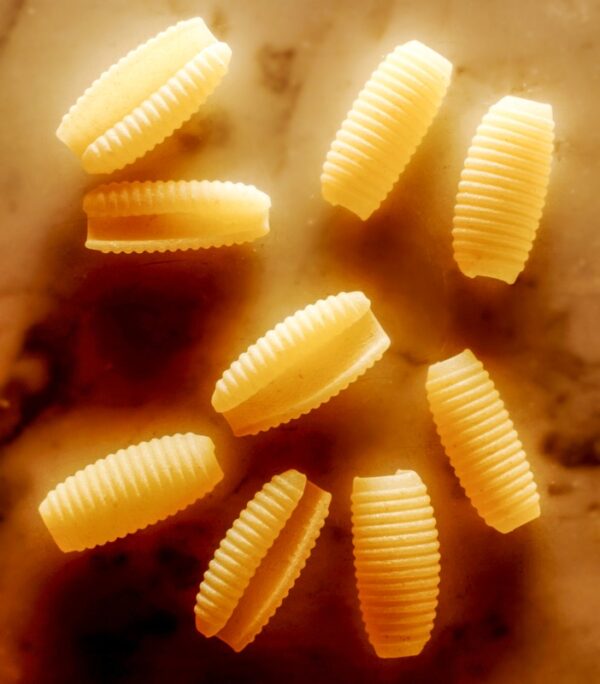GNOCCHETTI SARDI