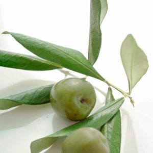 OLIVE NOCEL - GT6J1185