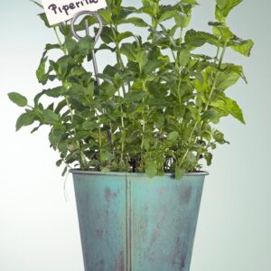 MENTA PIPERITA - GT6J1876