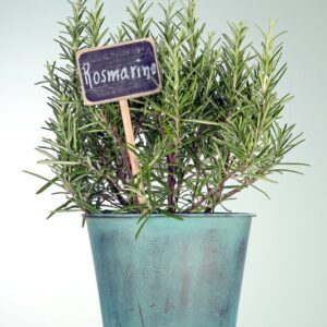 ROSMARINO - GT6J1883