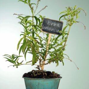 ERBA LIMONCINA - GT6J1884