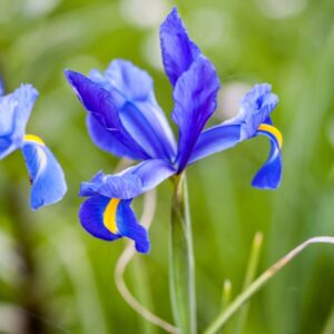 IRIS - IRIDACEAE - 0959