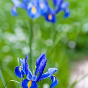 IRIS - IRIDACEAE - 0961