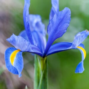 IRIS - IRIDACEAE - 0963