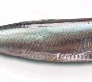 ACCIUGA