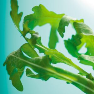RUCOLA - K2191