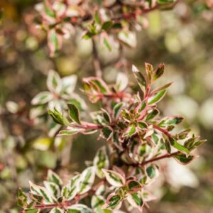 ABELIA X GRANDIFLORA - CONTI - CAPRIFOLIACEAE - 621