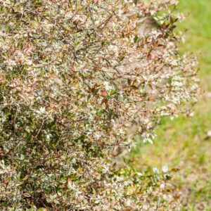 ABELIA X GRANDIFLORA - CONTI - CAPRIFOLIACEAE - SS_626