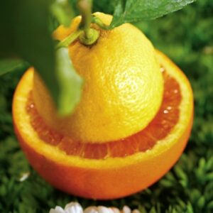 ARANCIO E LIMONE - K9192