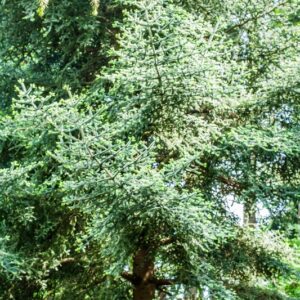 ABIES PINSABO - SPAGNA - PINACEAE - SS_641