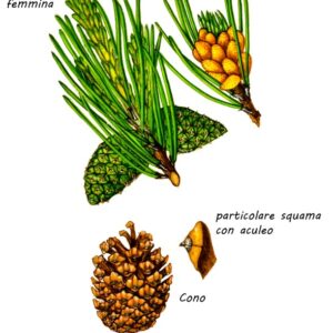 PINO MUGO, PINO UNCINATO, PINACEAE - 646