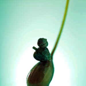 CAPPERI