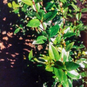 MIRTO_1.JPG - MIRTO 1