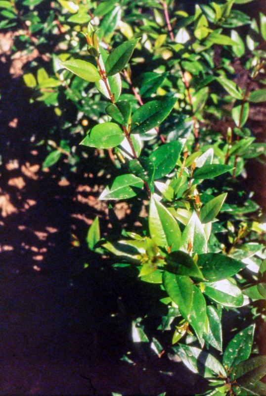 MIRTO_1.JPG - MIRTO 1