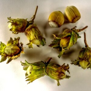 NOCCIOLE_2.JPG - NOCCIOLE 2