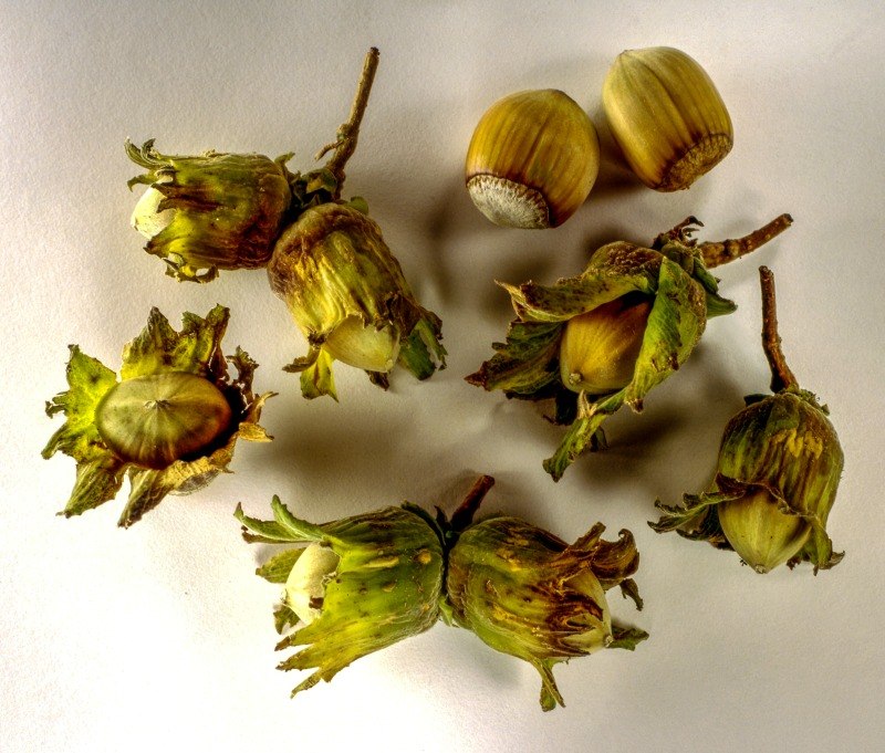 NOCCIOLE_2.JPG - NOCCIOLE 2 - immagine 1