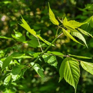 ACER, NEGUNDO, FLAUESCENS, ACERO, ACERACEAE - 2678